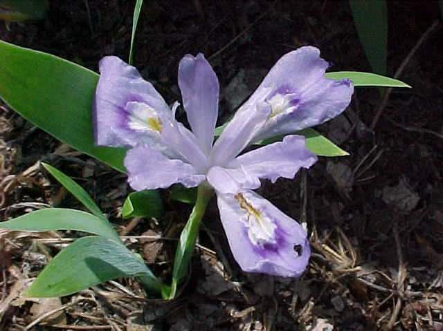 Dwarf Crested Iris: Native Plants for Spring in Maryland