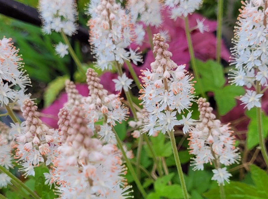 Foamflower: Maryland Native Plants for Spring