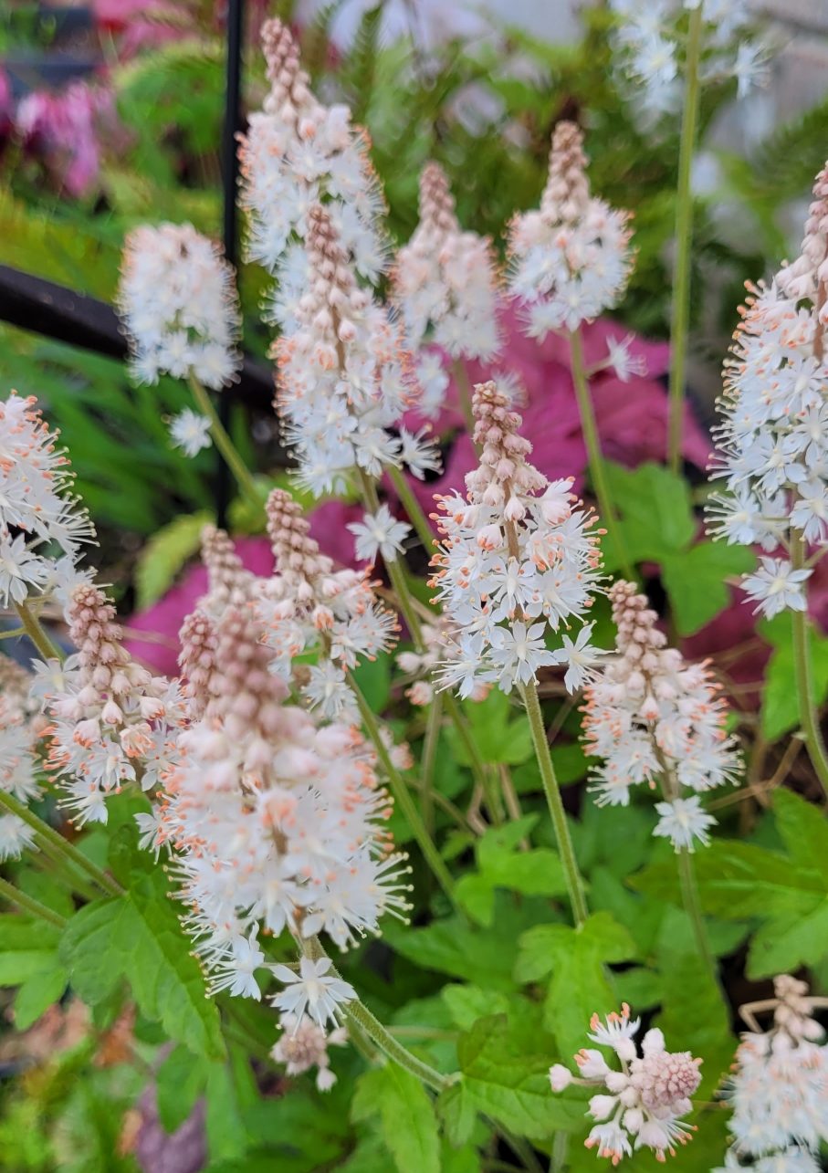 tiarella e1619545812996