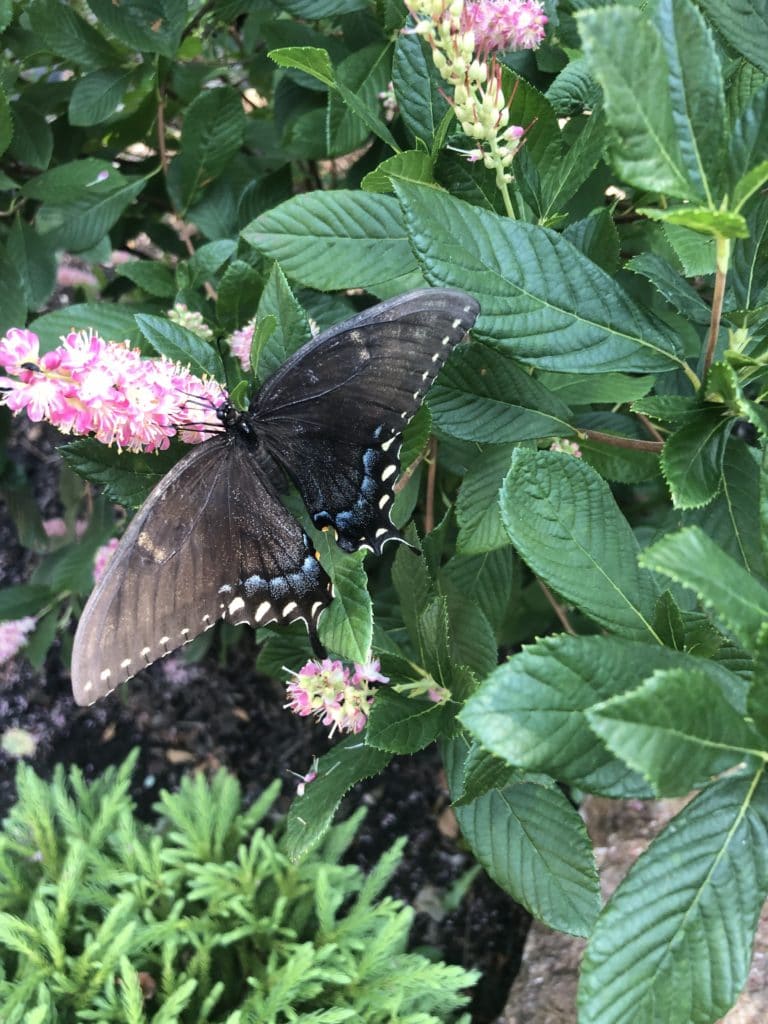Black Swallowtail on Clethra Ruby Spice