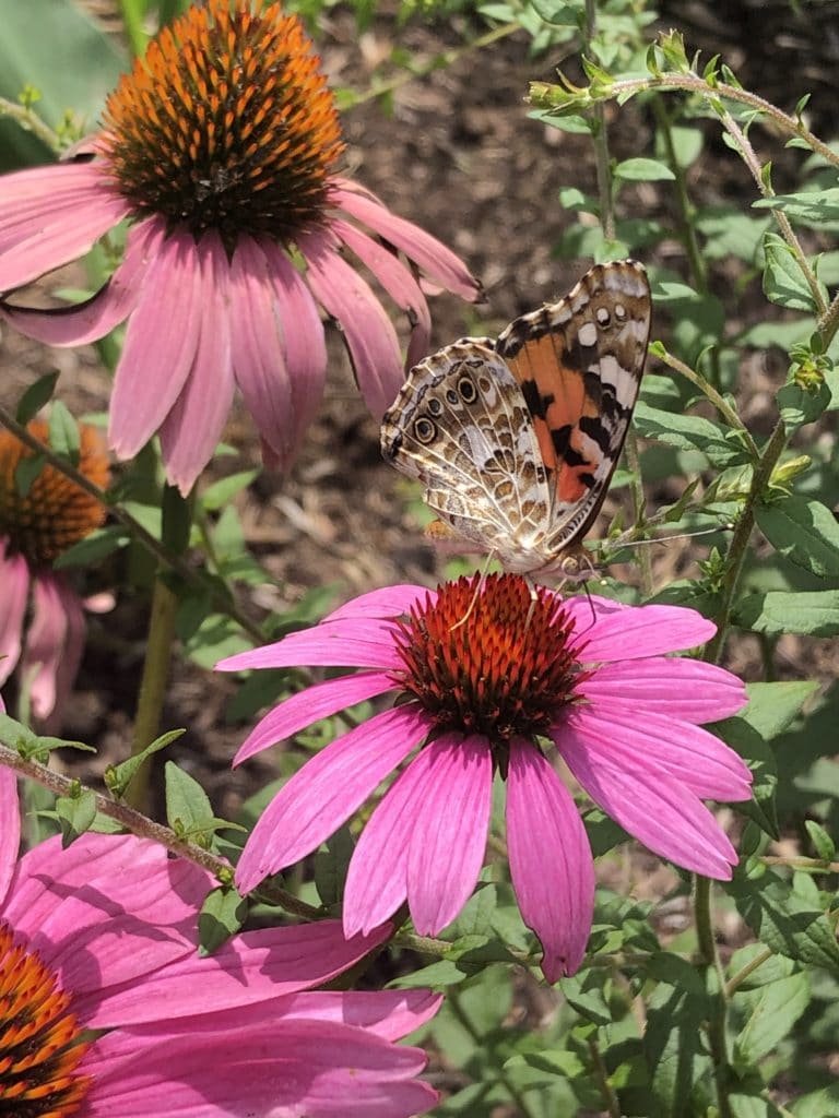 Buckeye on Echinacea purpurea