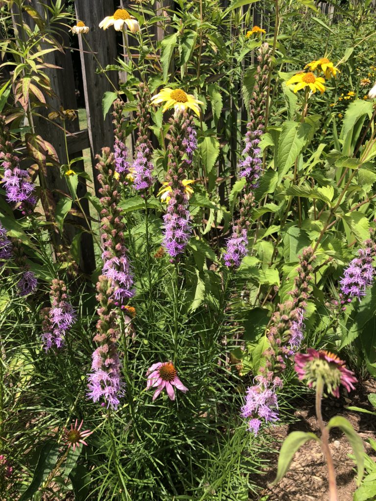 Liatris and Echinacea