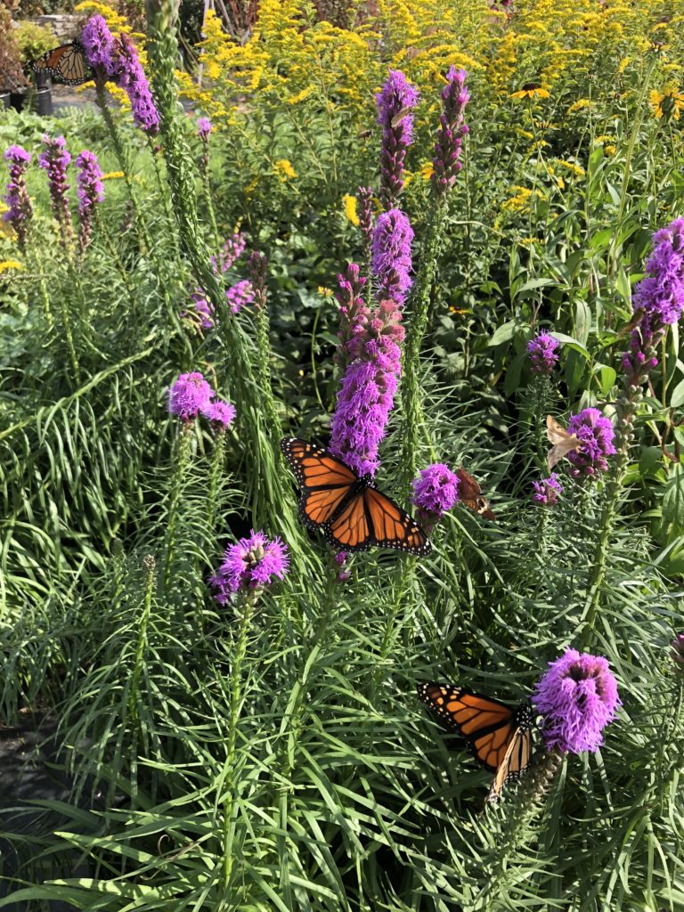 Monarch on Liatris spicata