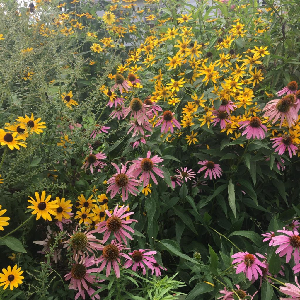 Purple and Yellow Coneflower