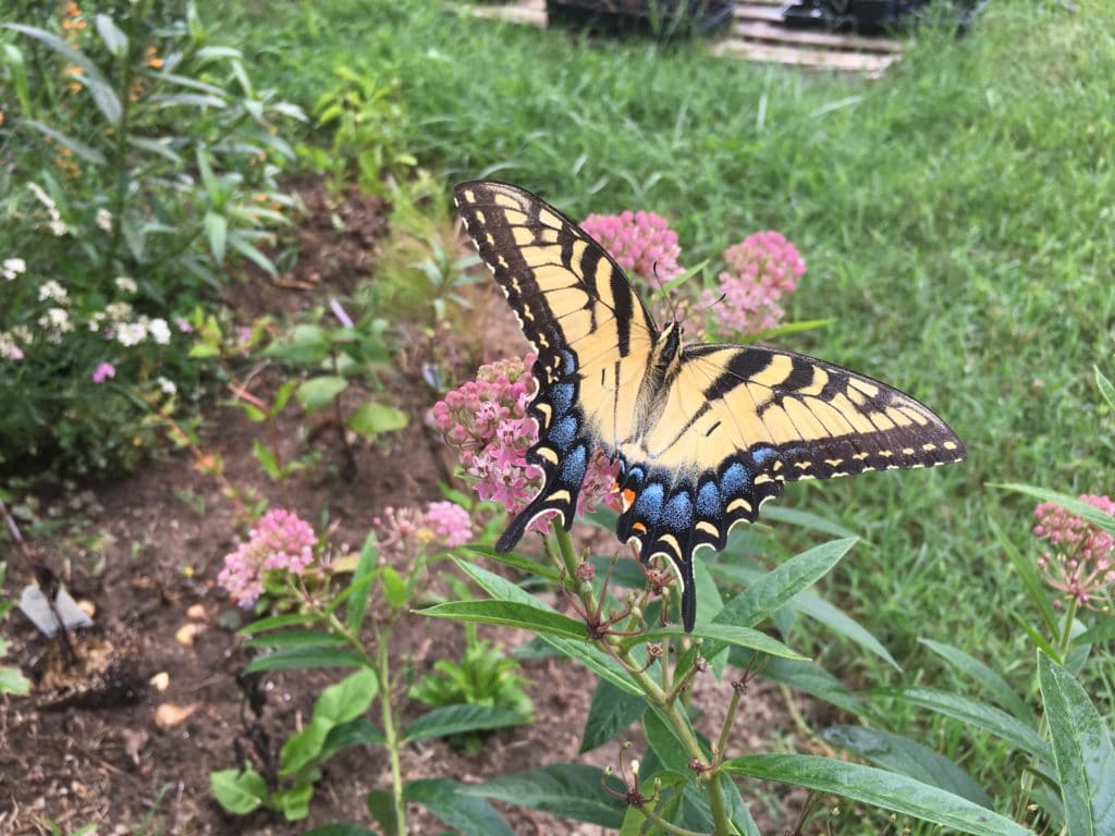 Swallowtail on Asclepias incarnata