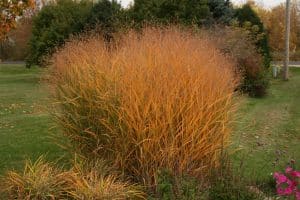 Panicum virgatum - Ellicott City Fall Landscaping - Lauren's Garden Service and Native Plant Nursery