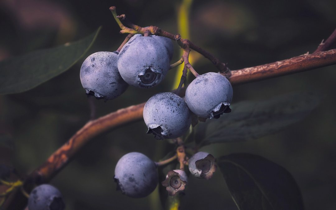 Native Plant Spotlight: Highbush Blueberry