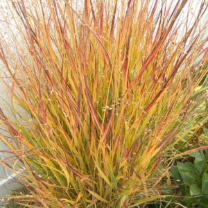 panicum virgatum - Ellicott City Fall Landscaping - Lauren's Garden Service and Native Plant Nursery