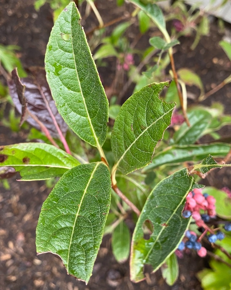 Brandywine Viburnum