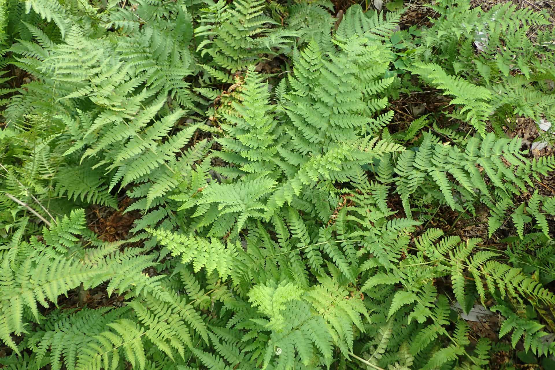 Dryopteris marginalis