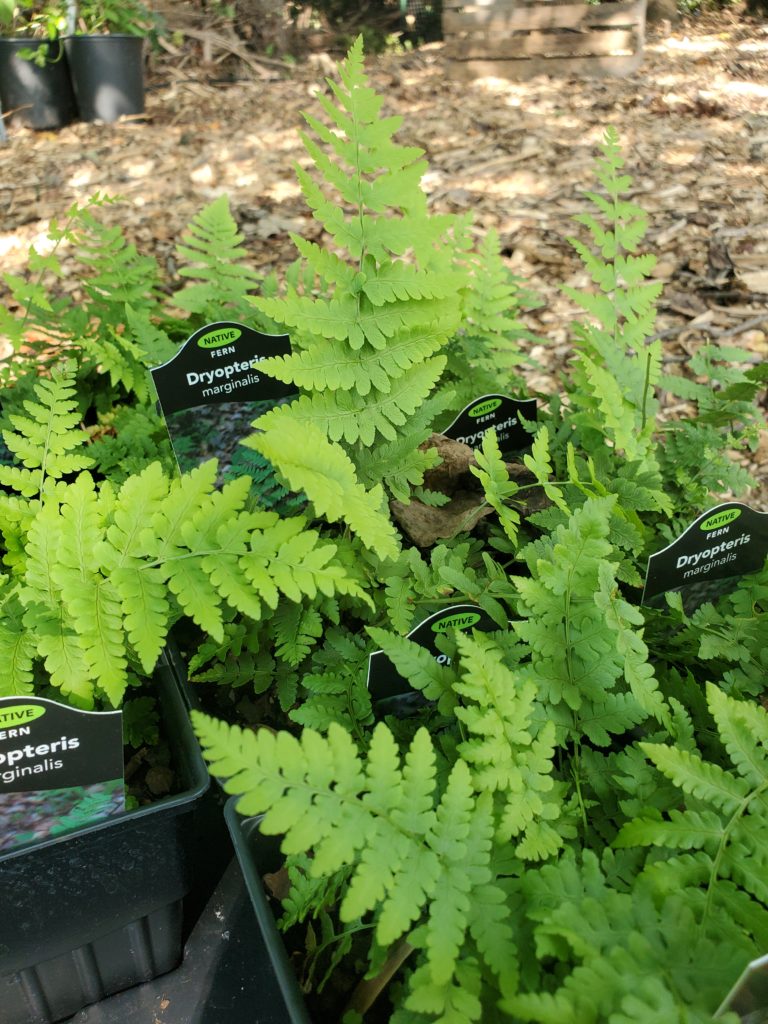 Dryopteris marginalis2