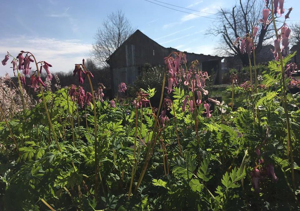 Bleeding Heart: Colorful Maryland Native Plants