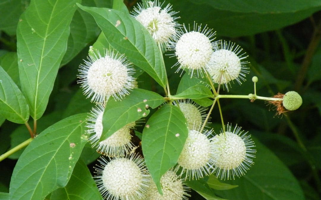 Buttonbush: Fragrant Maryland Native Plants