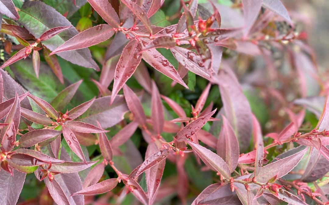 ‘Scarletta’ Drooping Laurel: Colorful Maryland Native Plants