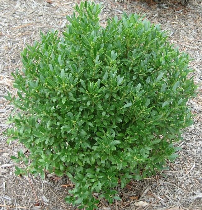 Inkberry: Maryland Native Evergreens