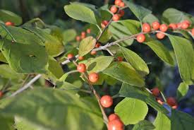 ‘Little Goblin Orange’ Winterberry: Colorful Maryland Native Plants