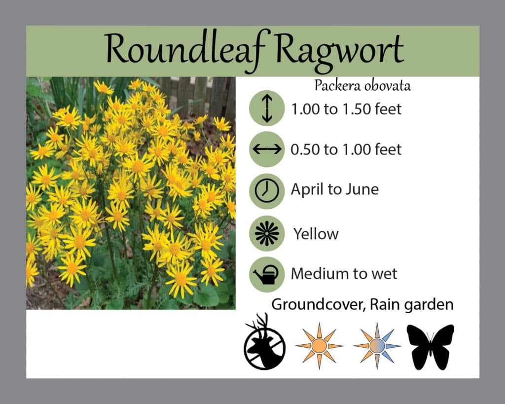 Packera obovata Roundleaf Ragwort 1