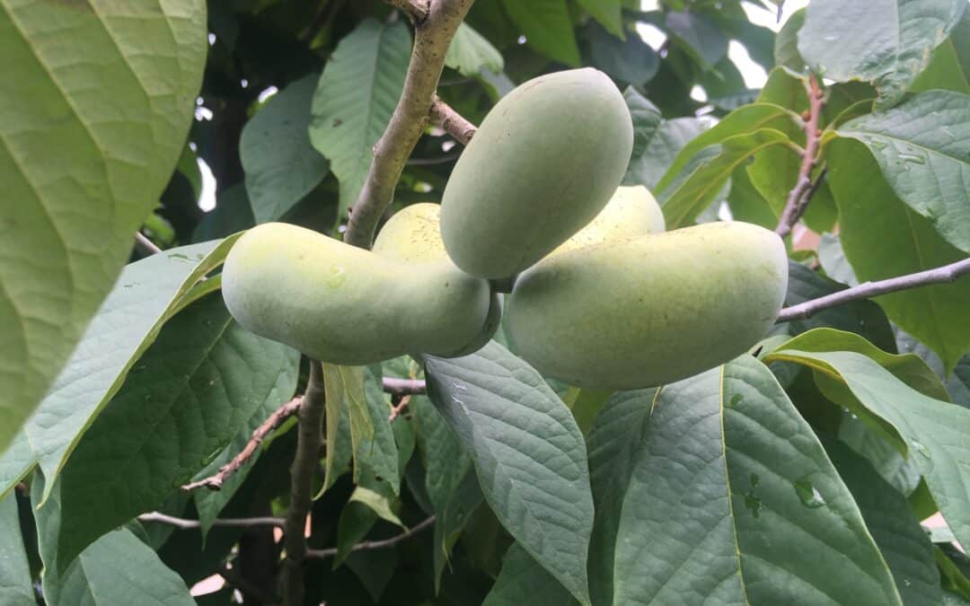 Pawpaw: Coming Soon to LGS