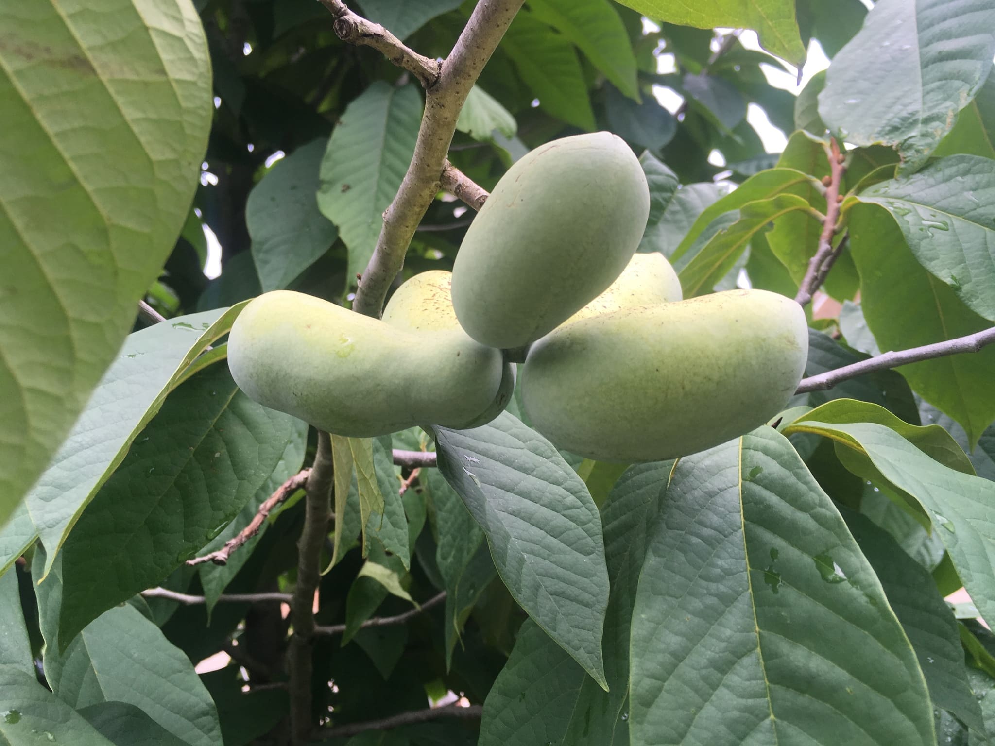 Pawpaw fruit