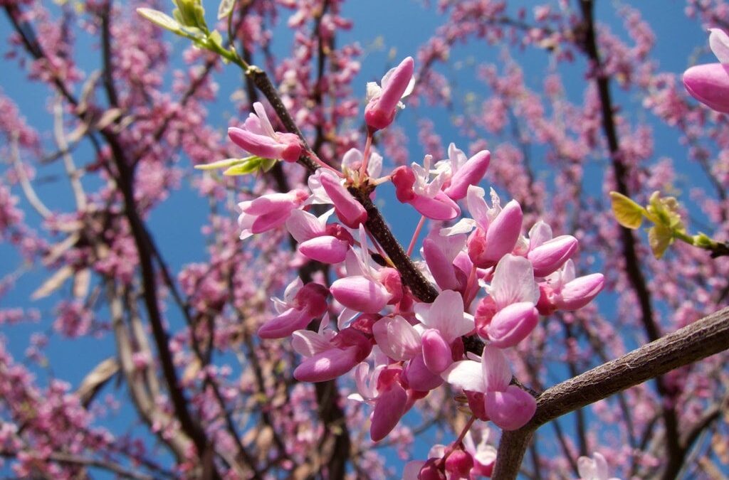 Redbud: Colorful Native Plants for Maryland