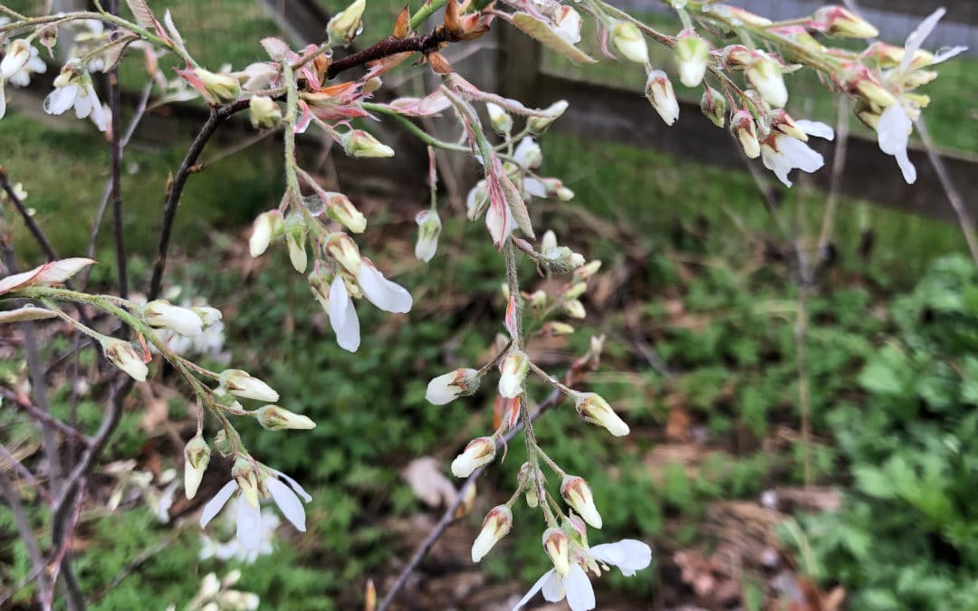Serviceberry: Maryland Native Plants for Spring