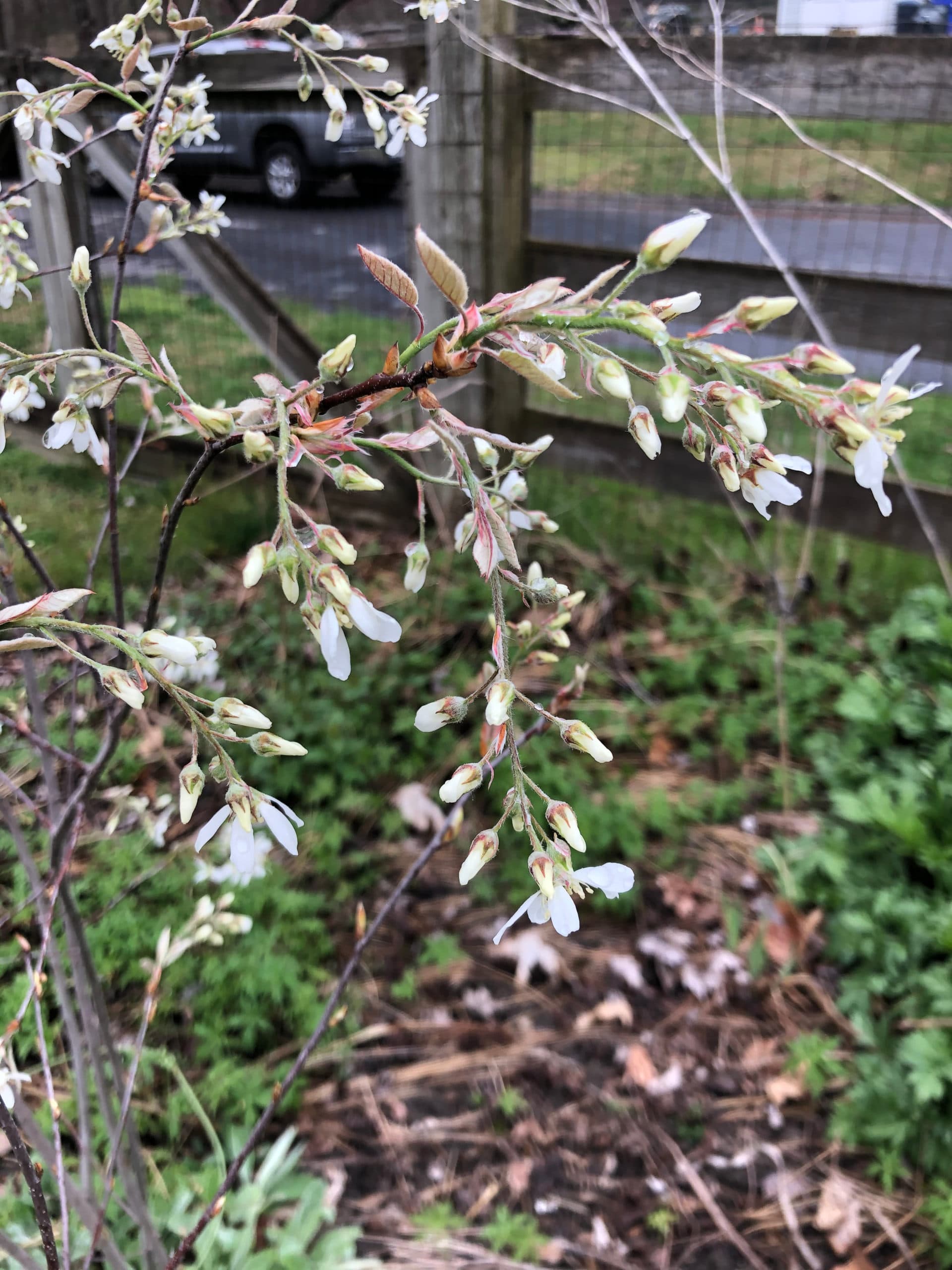 Serviceberry2 scaled