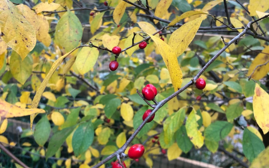 Spicebush: Maryland Native Plants for Fragrance
