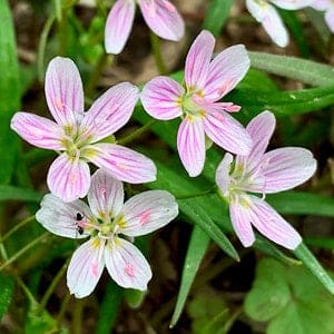 SpringBeauty2 SpringBeauty2