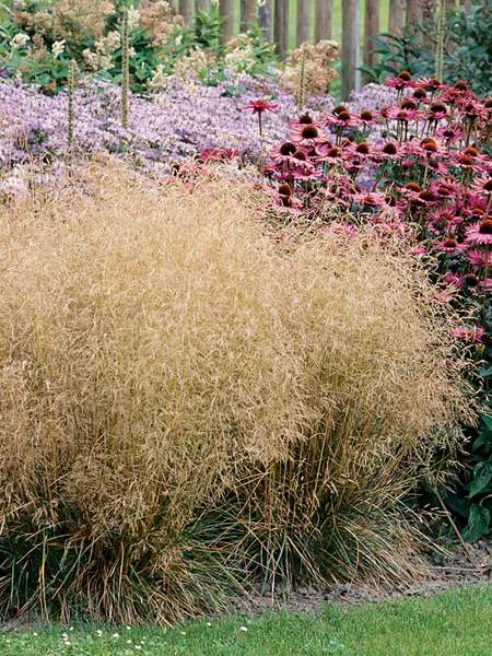 Tufted Hair Grass: Ornamental Maryland Native Plants