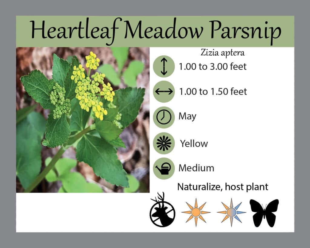 Zizia aptera Heartleaf Meadow Parsnip