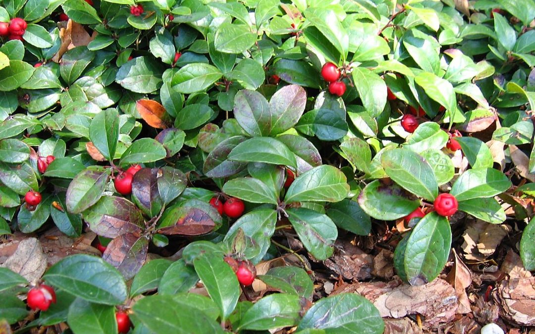‘Peppermint Pearl’ Wintergreen: Native Plants in Maryland for Winter Interest