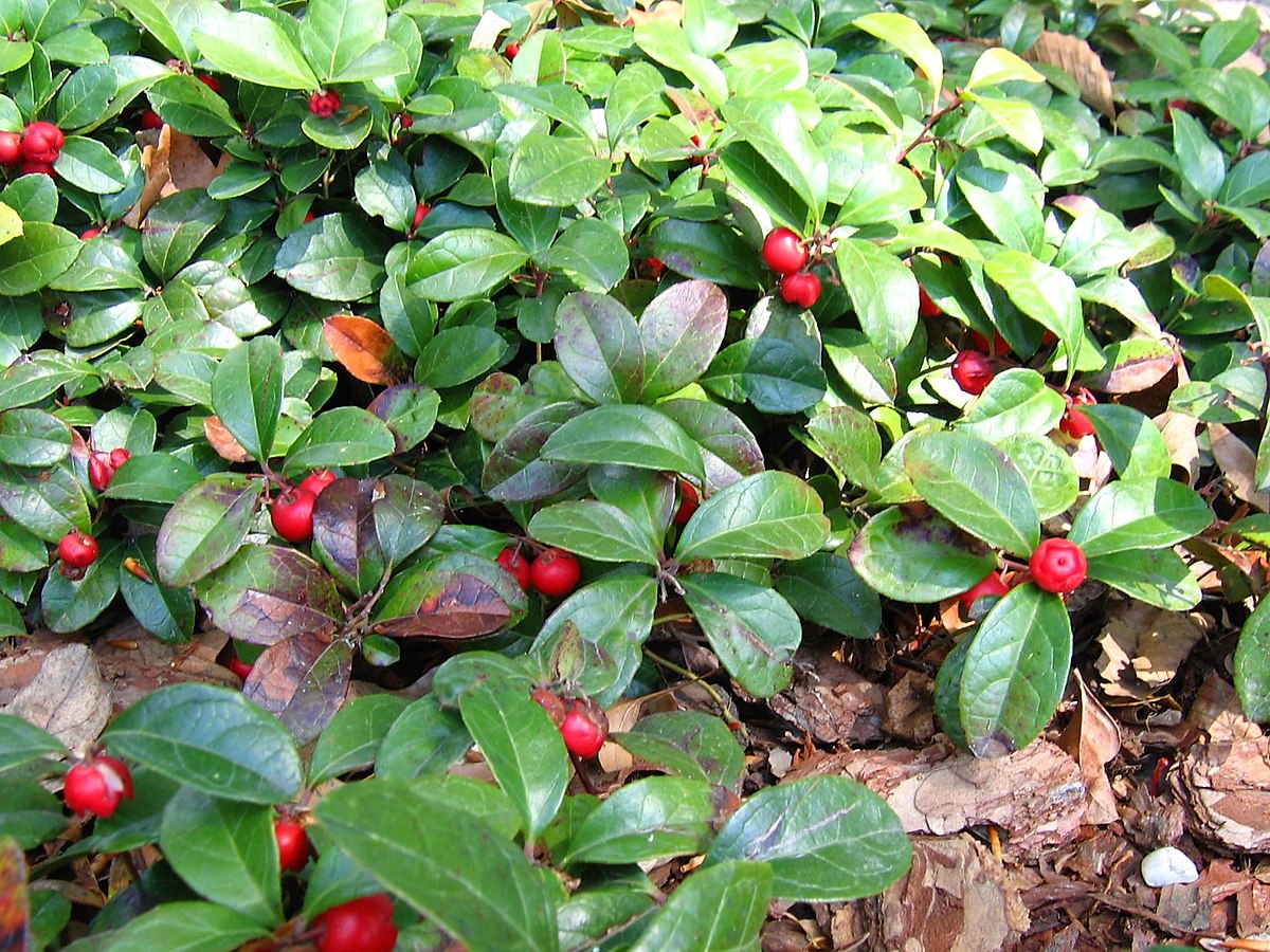 gaultheria