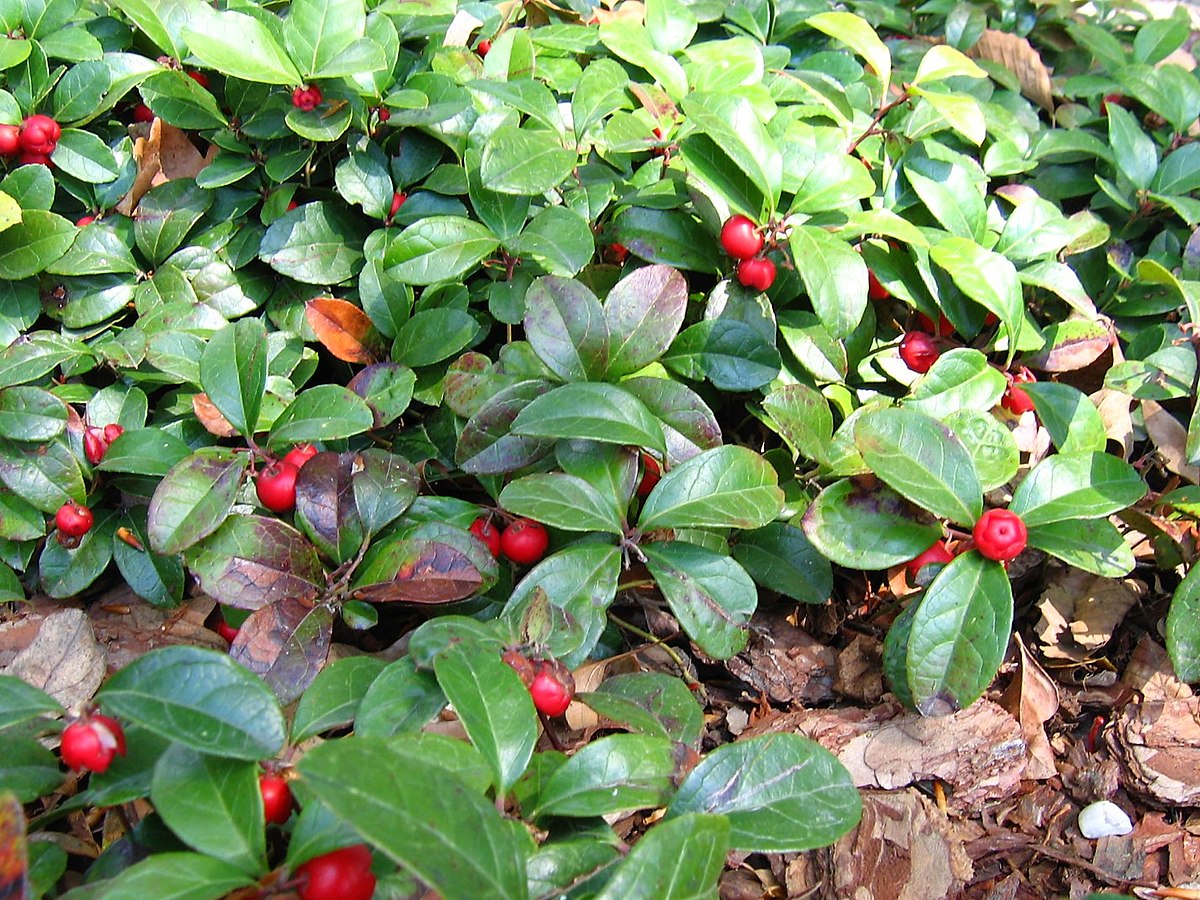 gaultheria