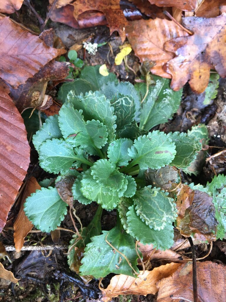 packera obovata leaves