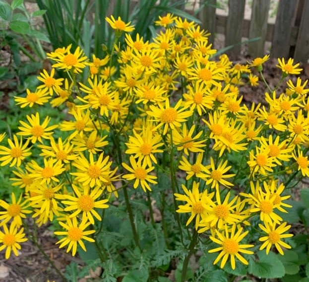 Roundleaf Ragwort: Coming Soon to LGS