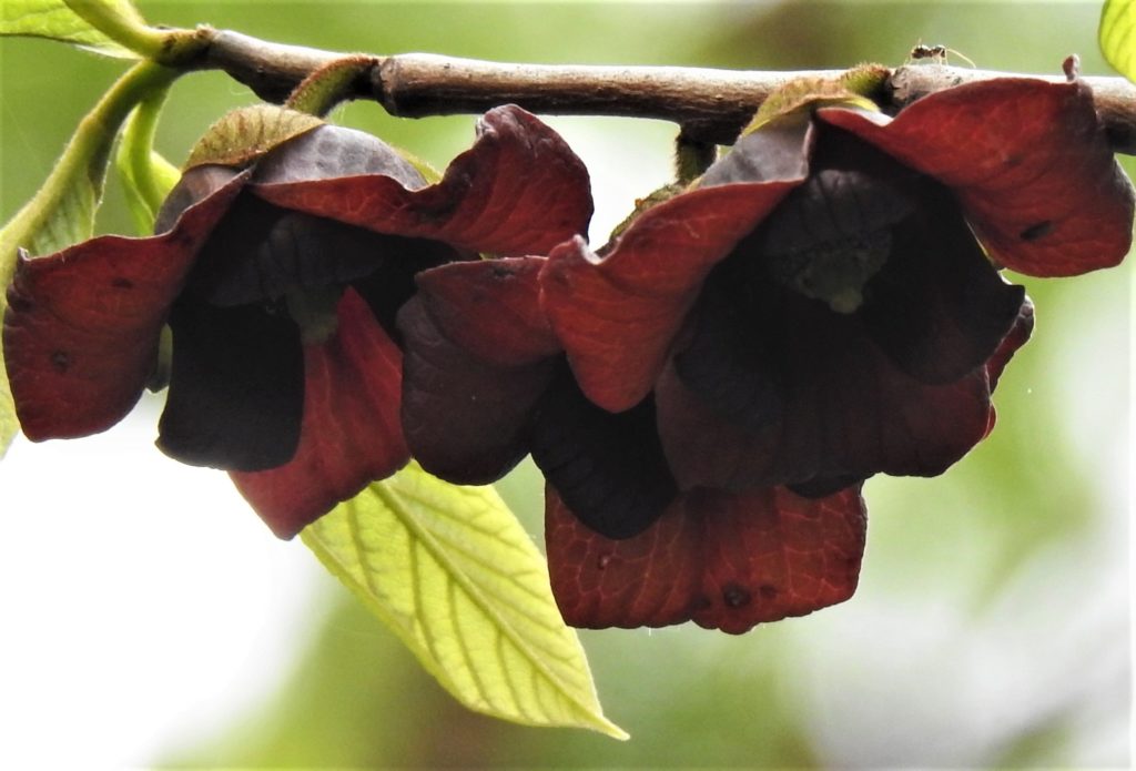 pawpaw flower