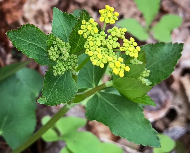 Heartleaf Meadow Parsnip: Coming Soon to LGS