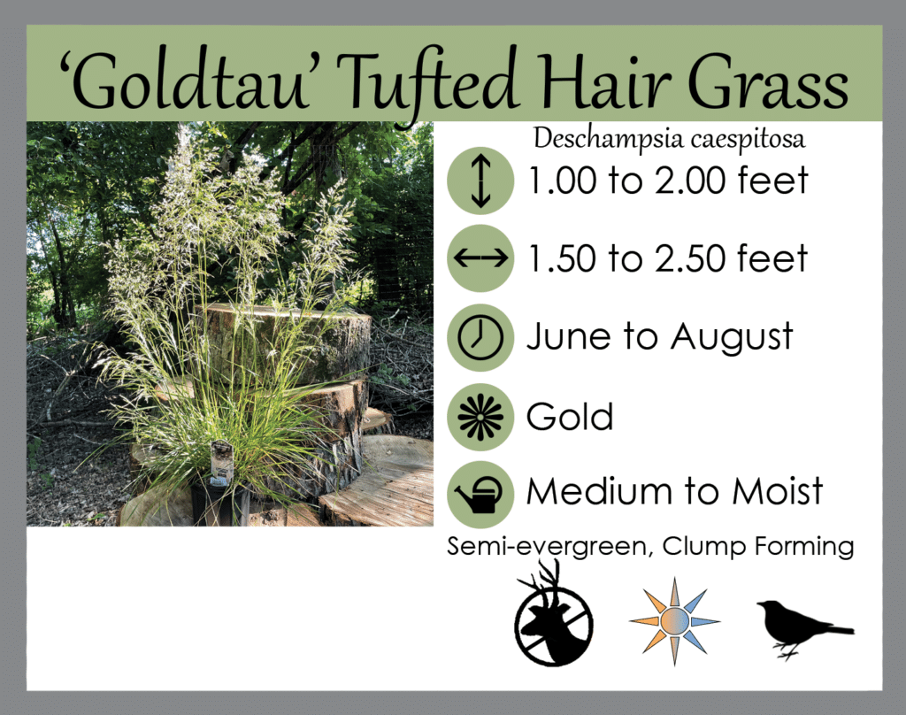 Deschampsia caespitosa Goldtau Deschampsia caespitosa Goldtau