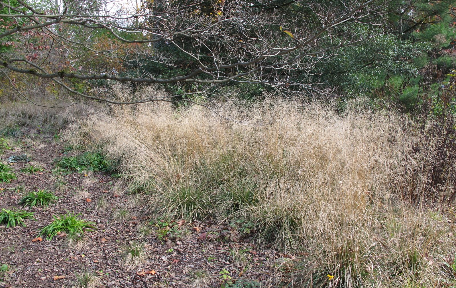 Deschampsia caespitosa mt cuba Deschampsia caespitosa mt cuba