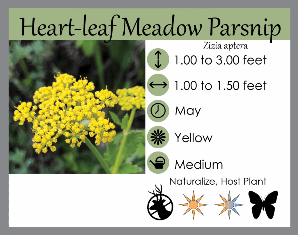 Zizia aptera Heartleaf Meadow Parsnip