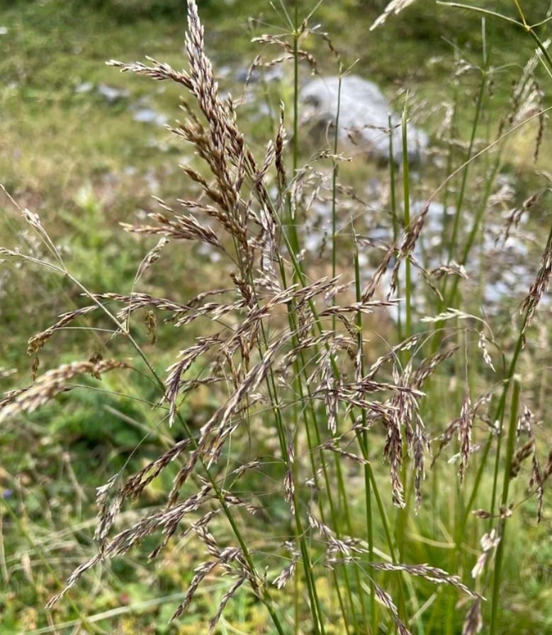 deschampsia seedhead deschampsia seedhead