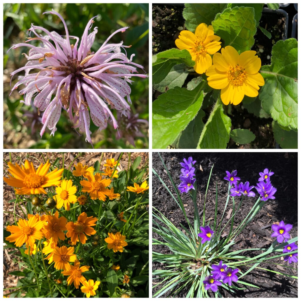 Nursery collage 5 20 21