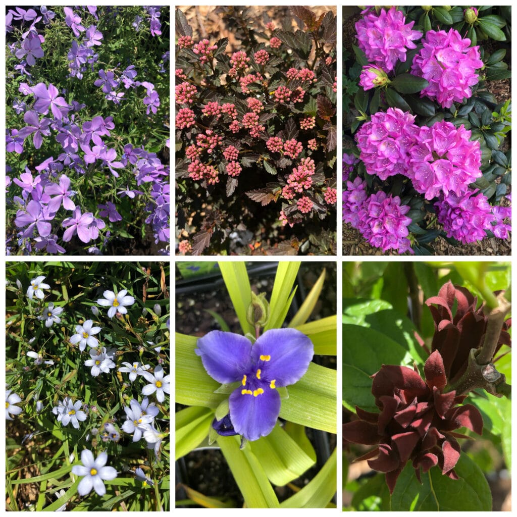Nursery collage 5 6 21