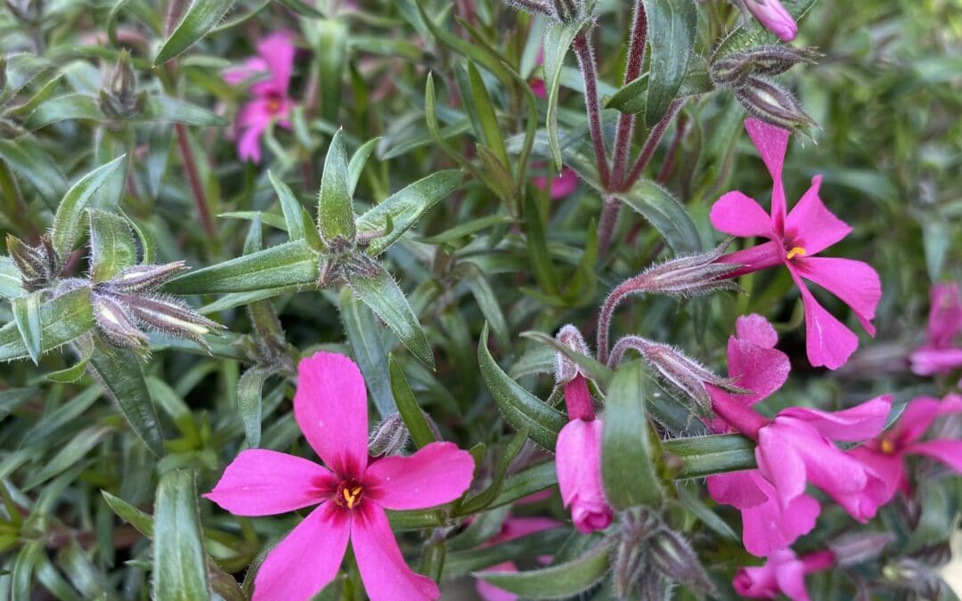 Moss Phlox: Maryland Native Plants for Spring