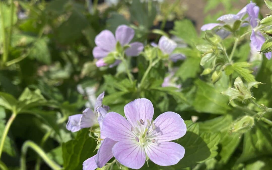 ‘Chatto’ Wild Geranium : Colorful Maryland Native Plants