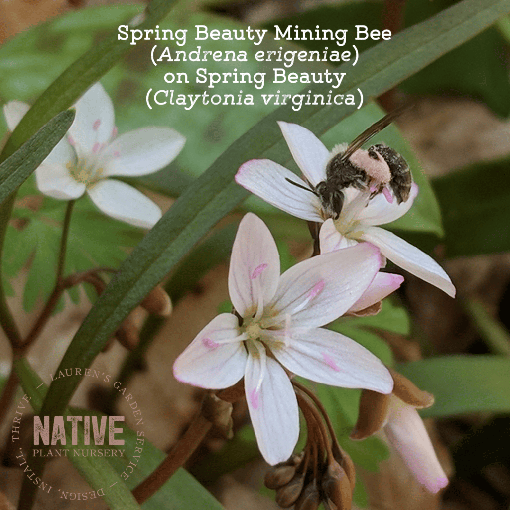 Andrena erigeniae on Spring Beauty blog