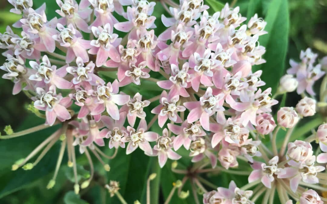 Milkweed: Pollinator Powerhouses