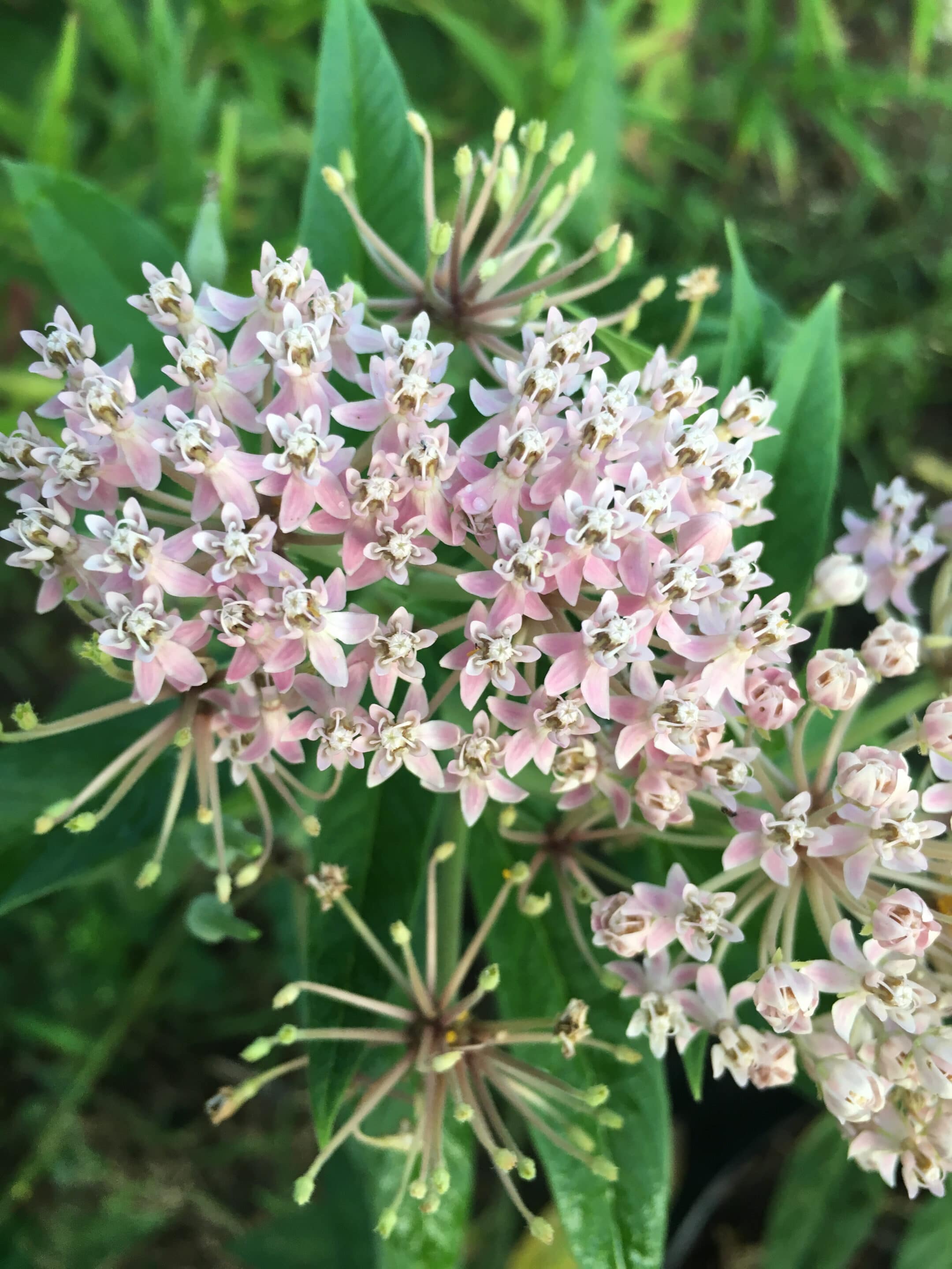 Asclepias