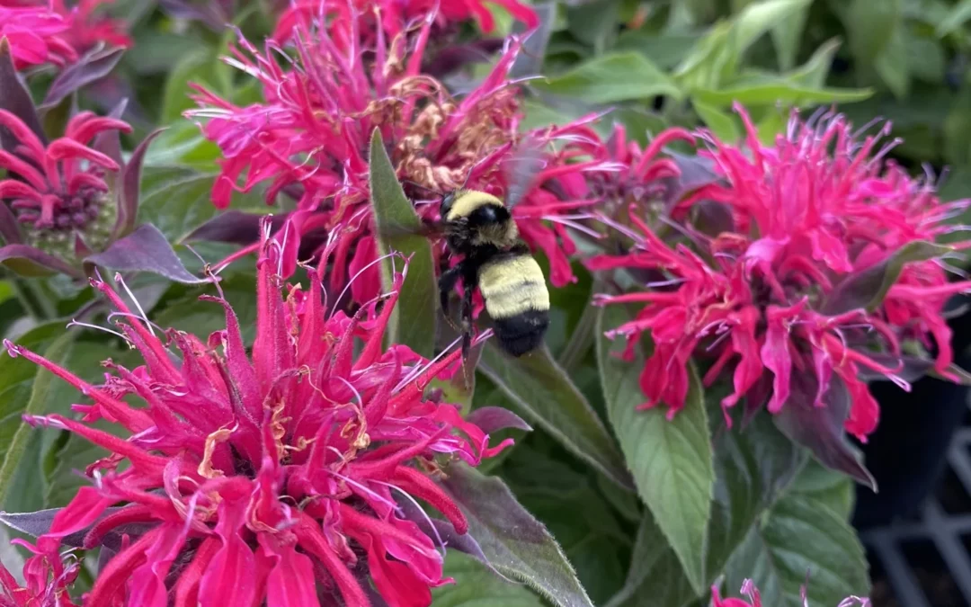 Monarda: Pollinator Powerhouses