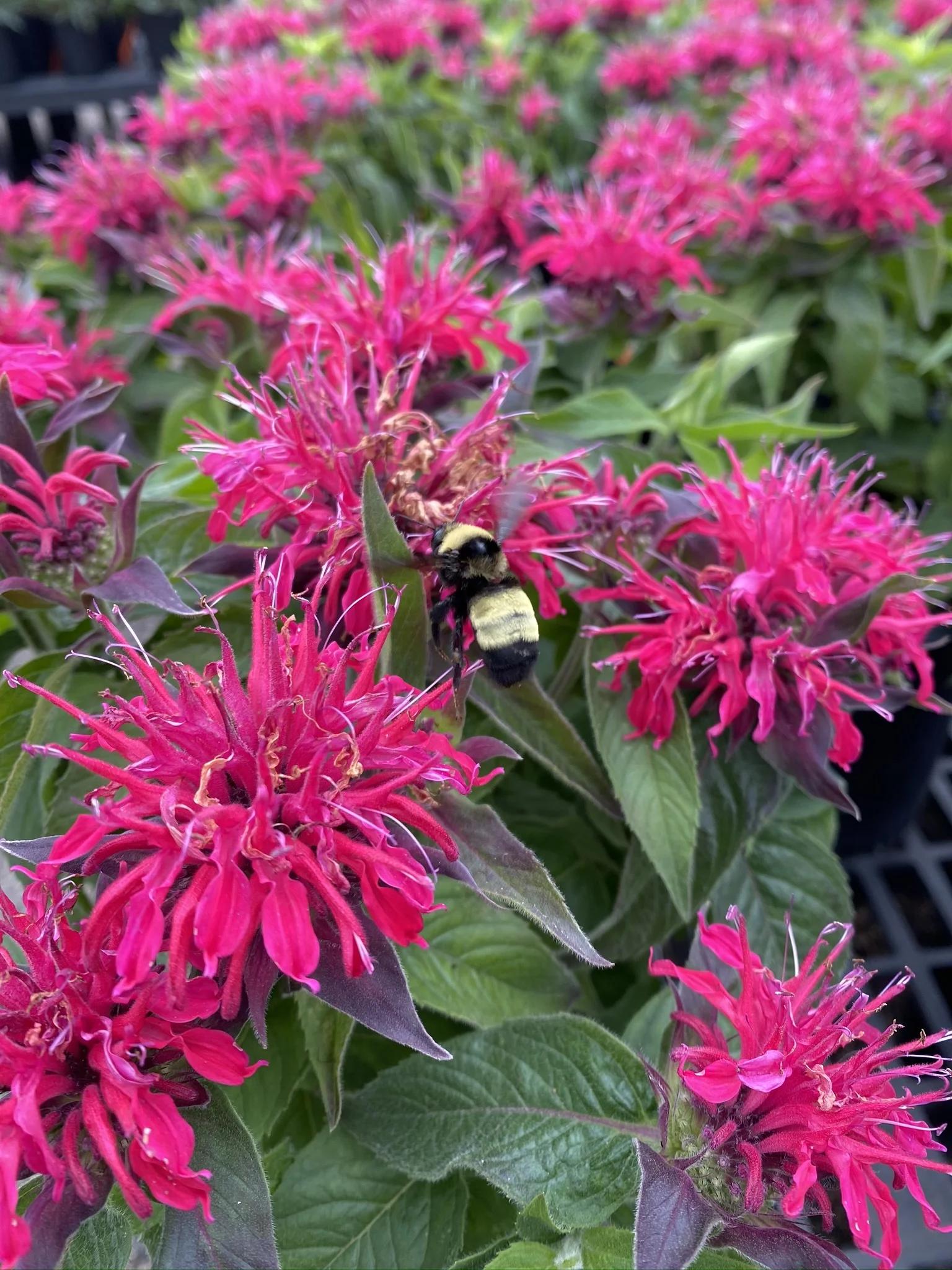 BalmyRoseMonarda